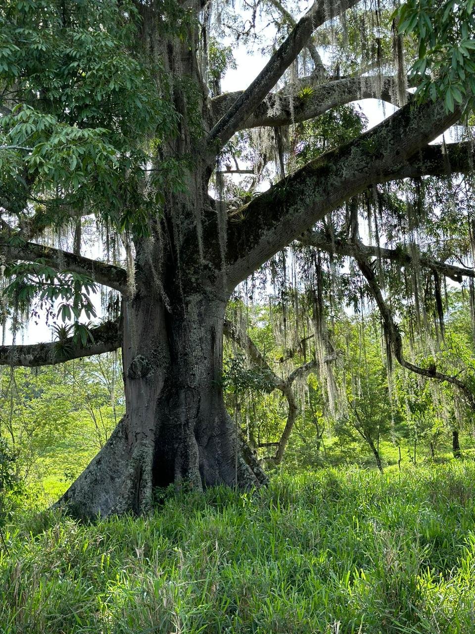 lotes momotus eje cafetero