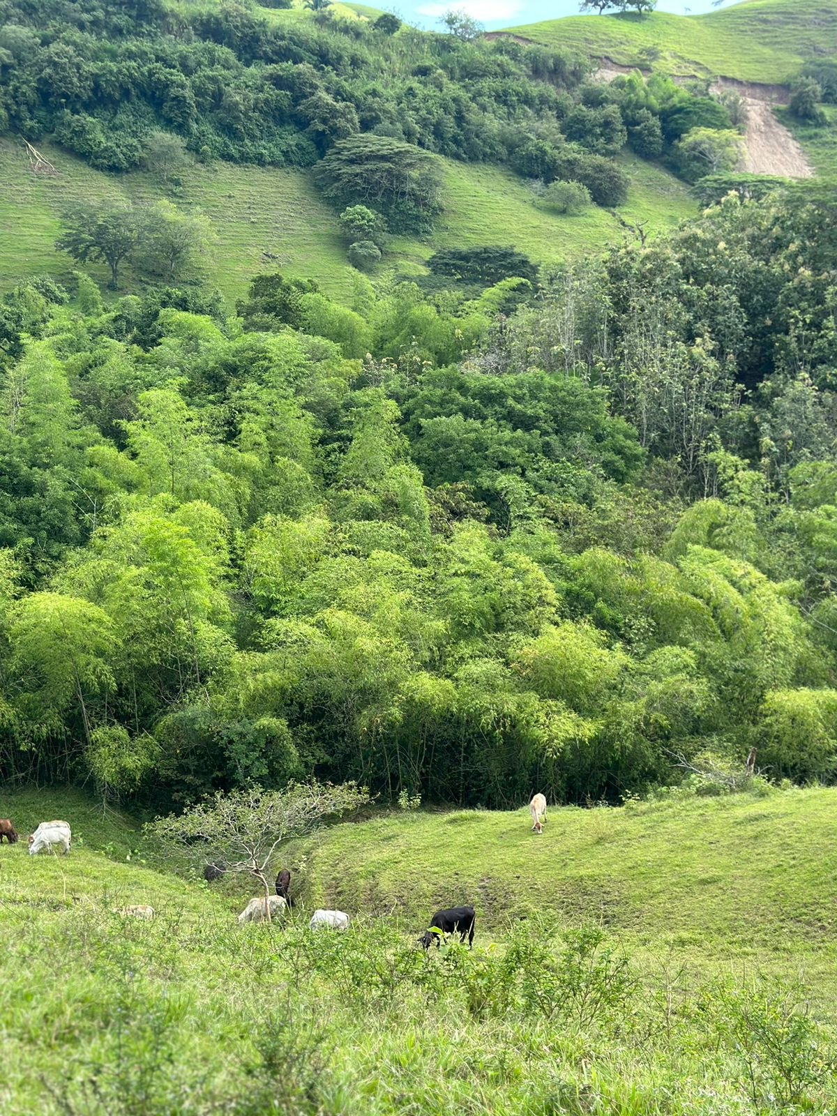 momotus eje cafetero