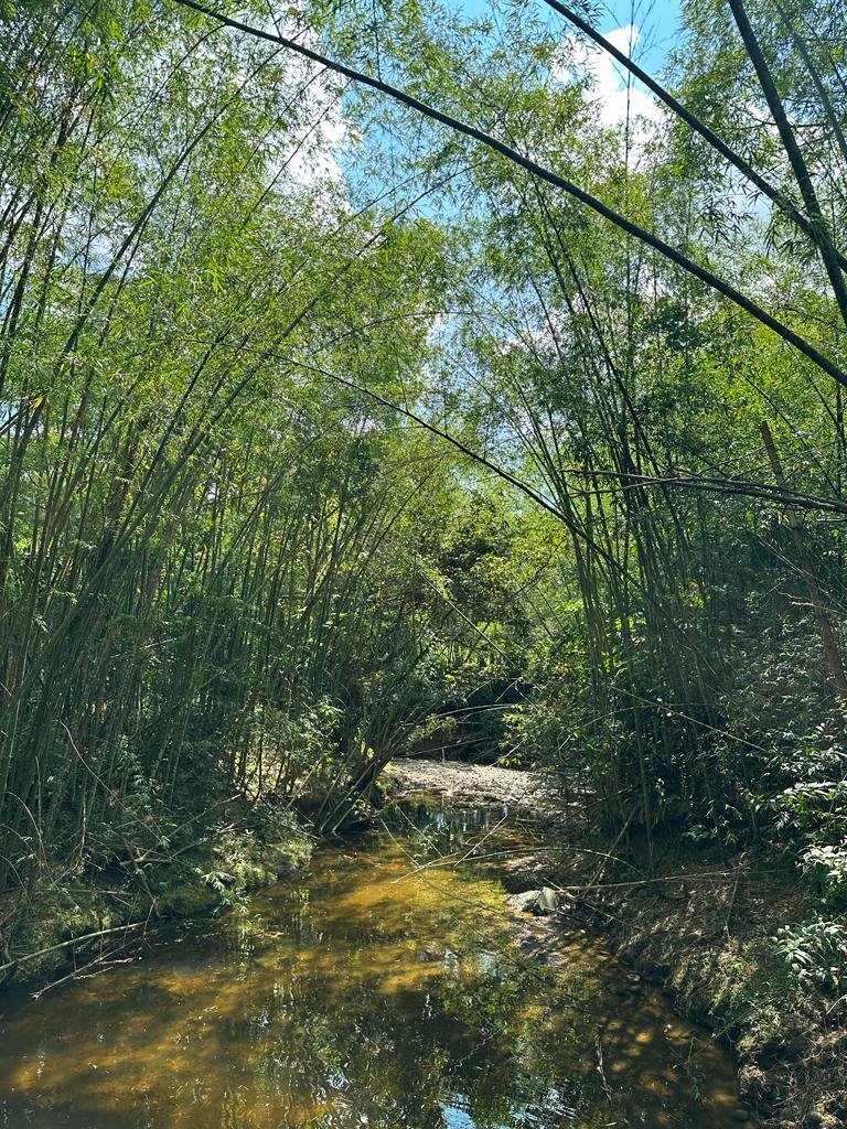 momotus eje cafetero