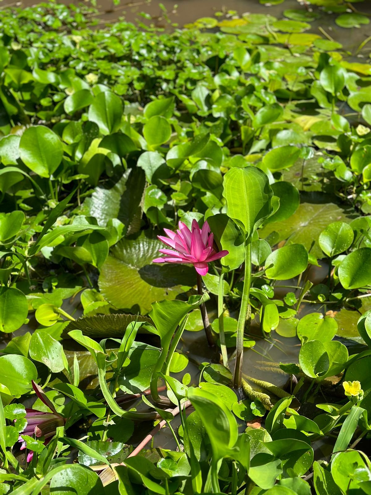 proyecto lotes momotus-eje cafetero