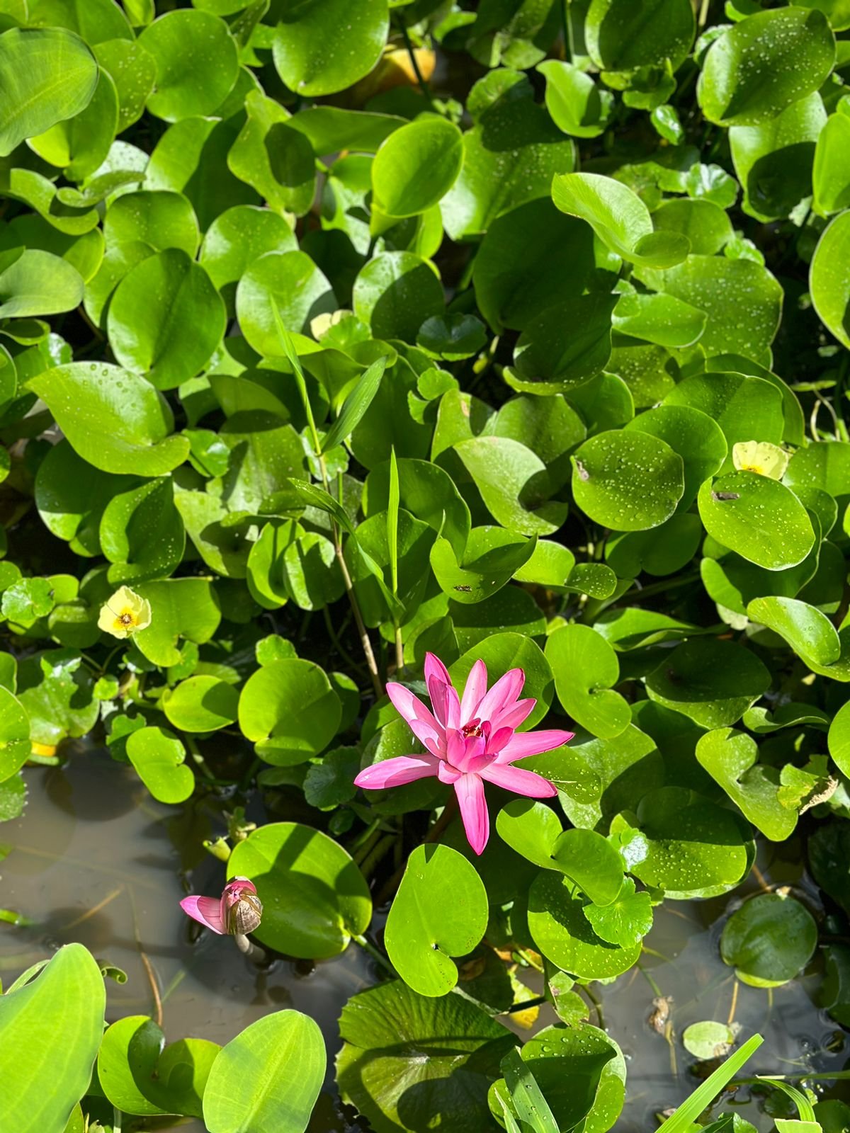 proyecto lotes momotus